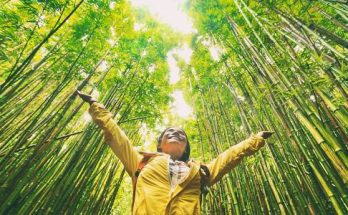 forêt de bambous-2